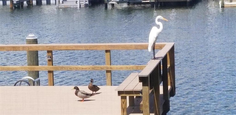 Photo 20 of 39 - 1 Boca Ciega Point Blvd #102, Saint Petersburg, FL 33708