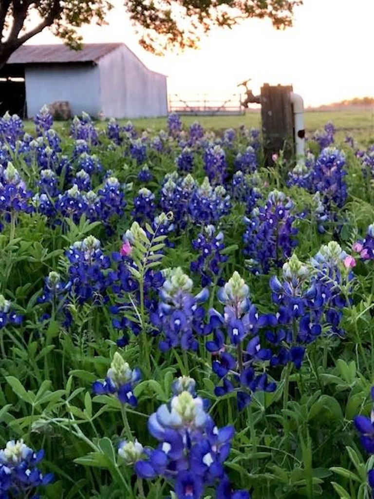 Photo 34 of 37 - 17312 Fm 2755, Lavon, TX 75166